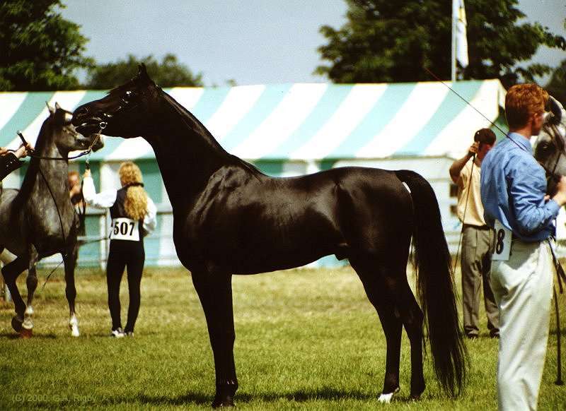 R Ali Bey Stallion